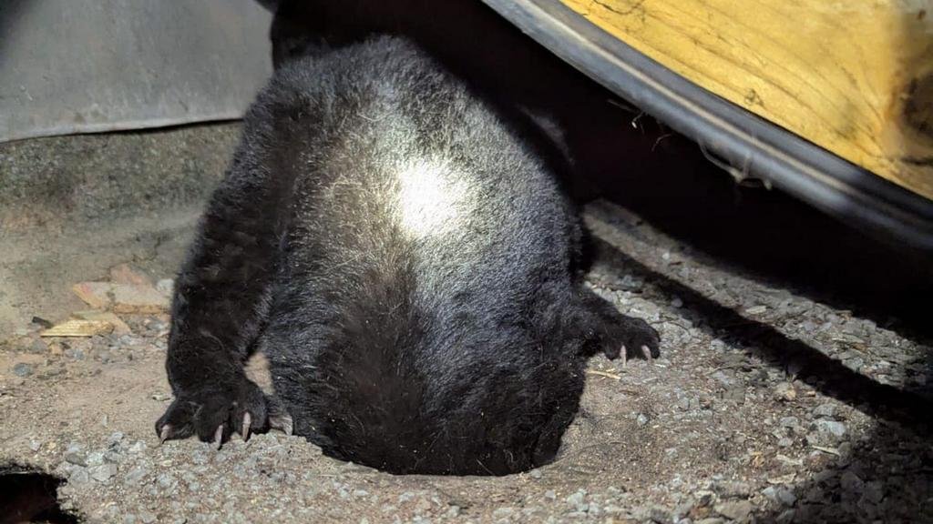 ¡Qué gata traviesa!: se coló por una cañería con resultados poco felices