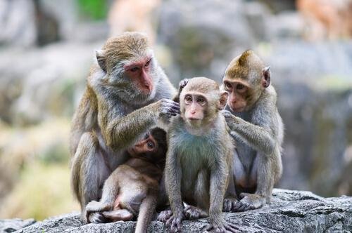 Los chimpancés imitan a sus pares y se acicalan