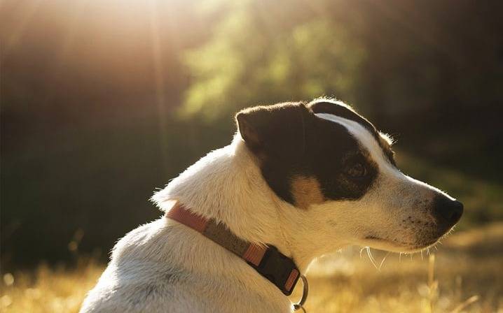 Mañana fresca, pero a puro sol: así estará el clima en La Plata este domingo