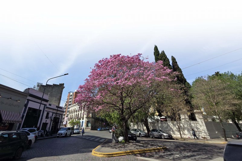 Plantar árboles: para combatir el cambio climático