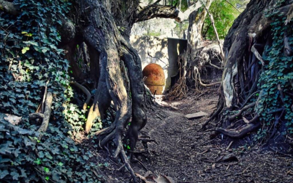 Mar del Plata: El túnel oculto y las raíces gigantes del arroyo La Tapera