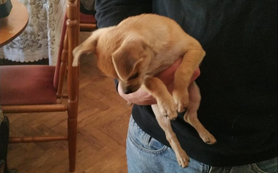 Apareció "Budín",  el perro que se llevaron de una casa de La Plata tras ser desvalijada por delincuentes