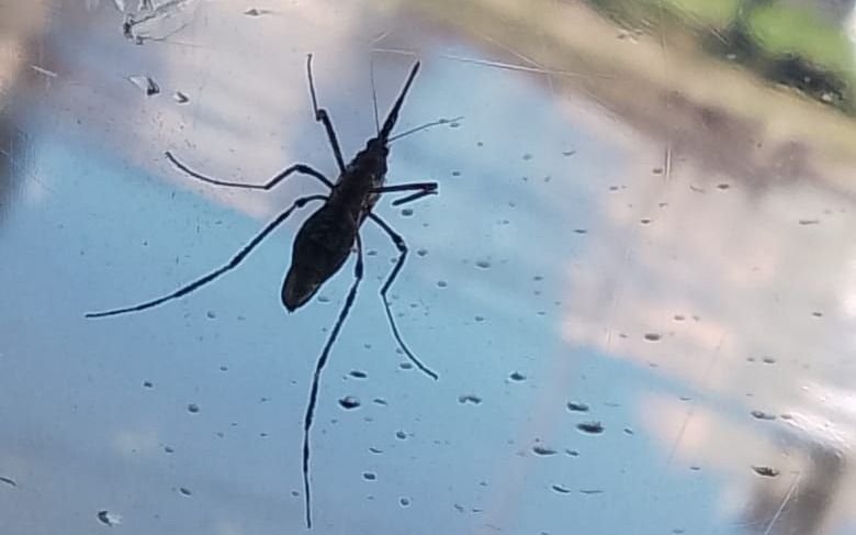Los mosquitos están tranquilos pero La Plata no baja la guardia por el dengue