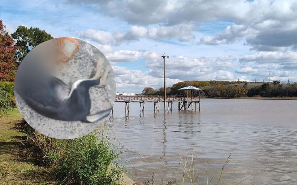 Crueldad en la Isla Paulino: encuentran a un perro ahorcado en el Río de la Plata