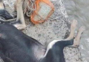 Berisso: grave denuncia en la Isla Paulino