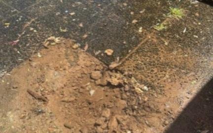 Cuidado con el verdín que se generó en la esquina de 7 y 77, Villa Elvira