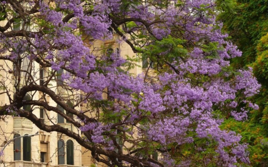 Uno por uno: colores, formas y aromas del arbolado que embellece las calles de La Plata