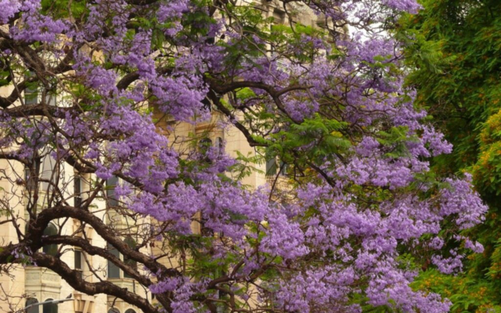 Los colores y aromas del arbolado, un sello distintivo de La Plata