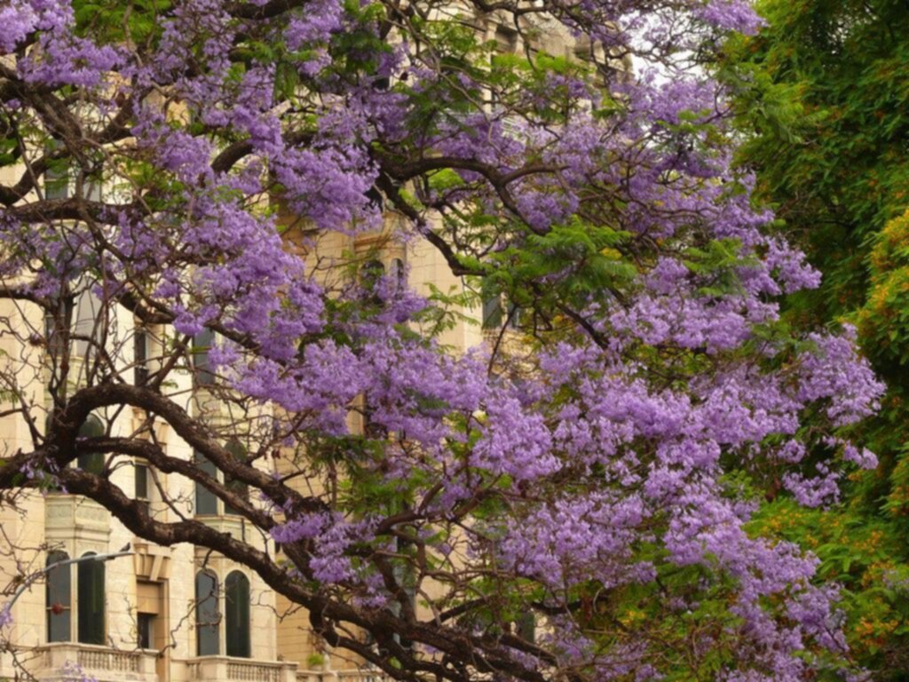 Guía de aromas y colores del arbolado público
