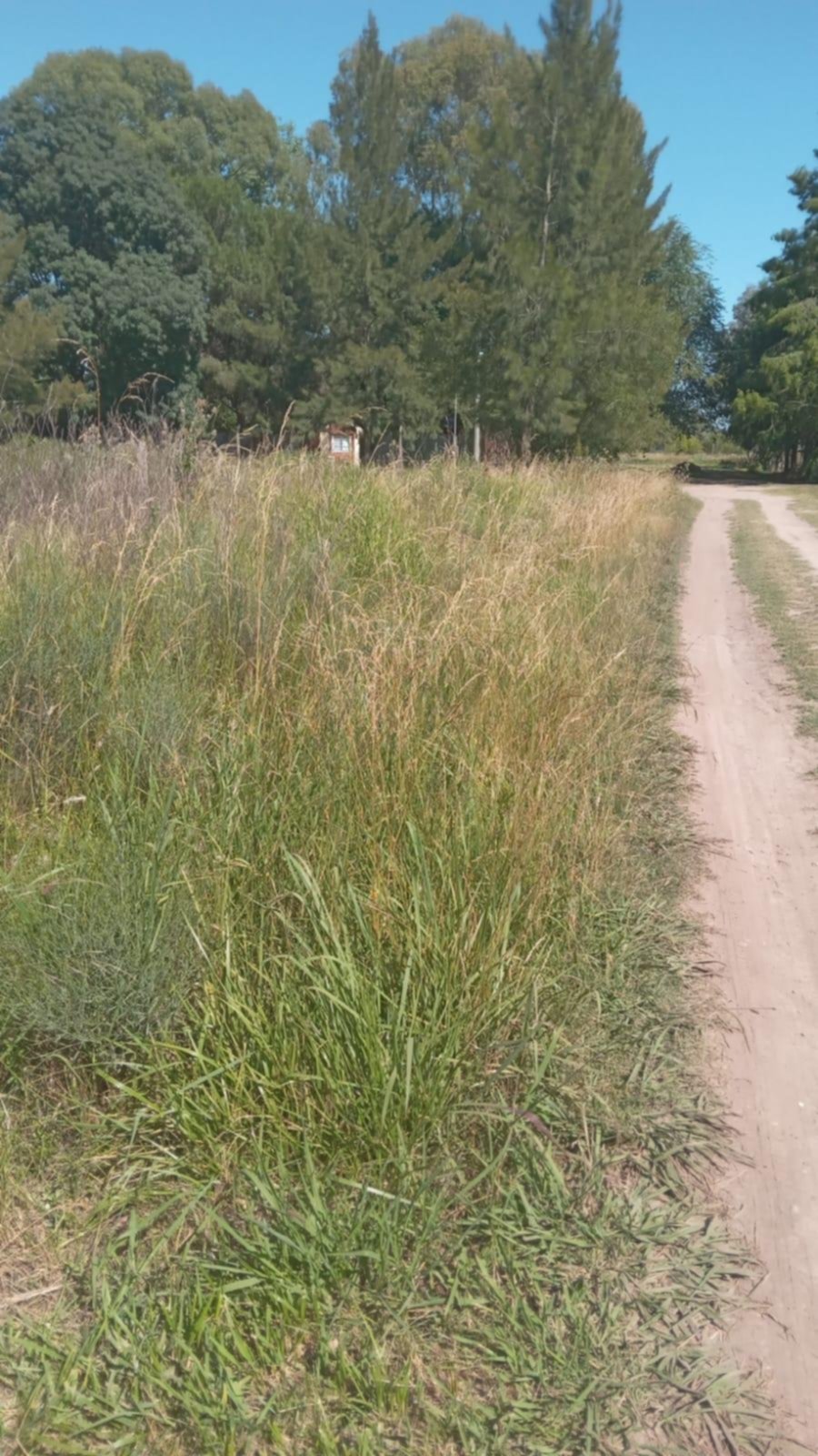 Reclamo por pastizales y temor al dengue en un barrio de Etcheverry