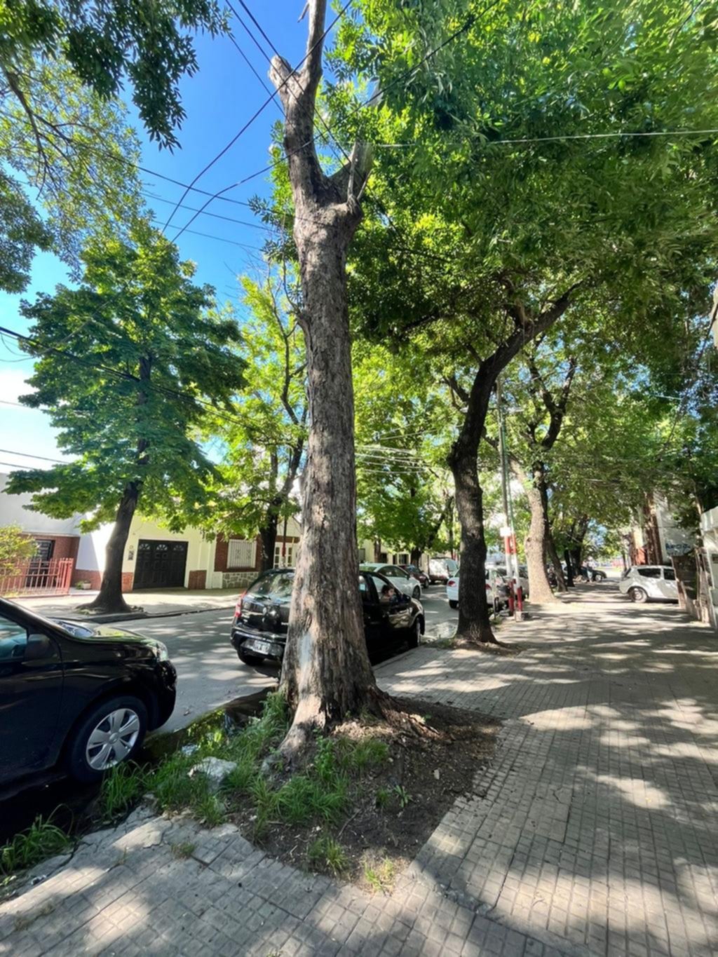 Advierten por un árbol seco en la cuadra de 39 entre 14 y 15