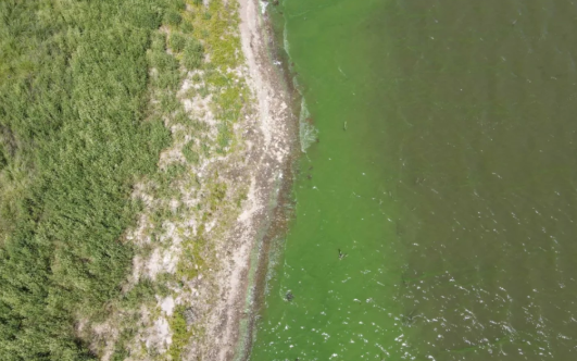 Bahía Blanca enfrenta otra crisis de agua por algas en el Dique Paso de las Piedras