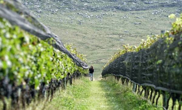 La joya bonaerense que brilla con su Ruta de Vinos serranos