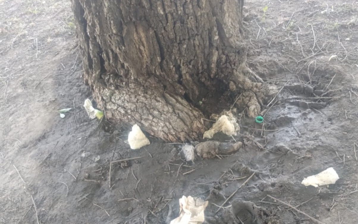 Baños "a cielo abierto" tras los recitales de Los Piojos en La Plata: se multiplican la quejas de vecinos del Estadio Único
