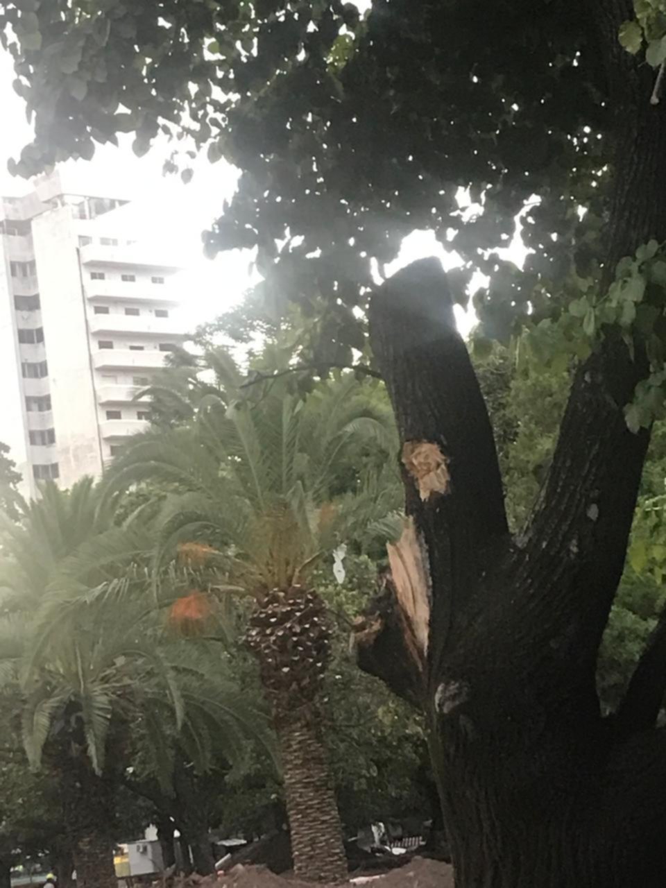 Ambientalistas contra la intervención en árboles de Plaza San Martín