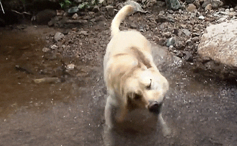 Tiempo gris en La Plata: hasta qué hora se esperan lluvias este lunes