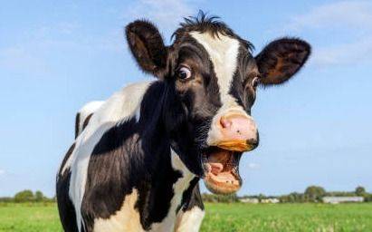 Le quieren cobrar un impuesto a las flatulencias de las vacas: "Increíble"