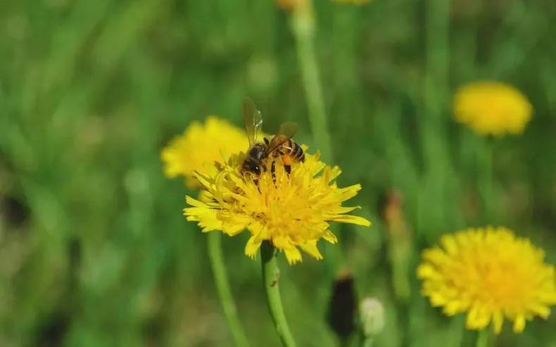Delta del Paraná impulsa la diversificación apícola con producción de polen