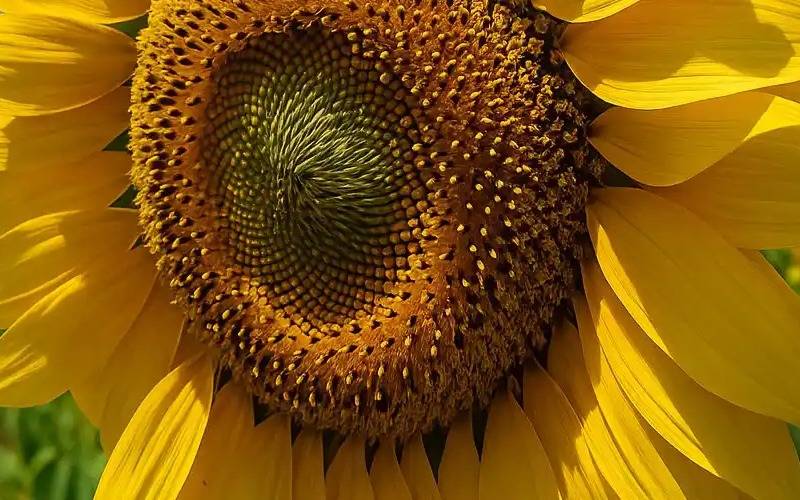 Bahía Blanca: el girasol amplía su superficie y crece 7% 