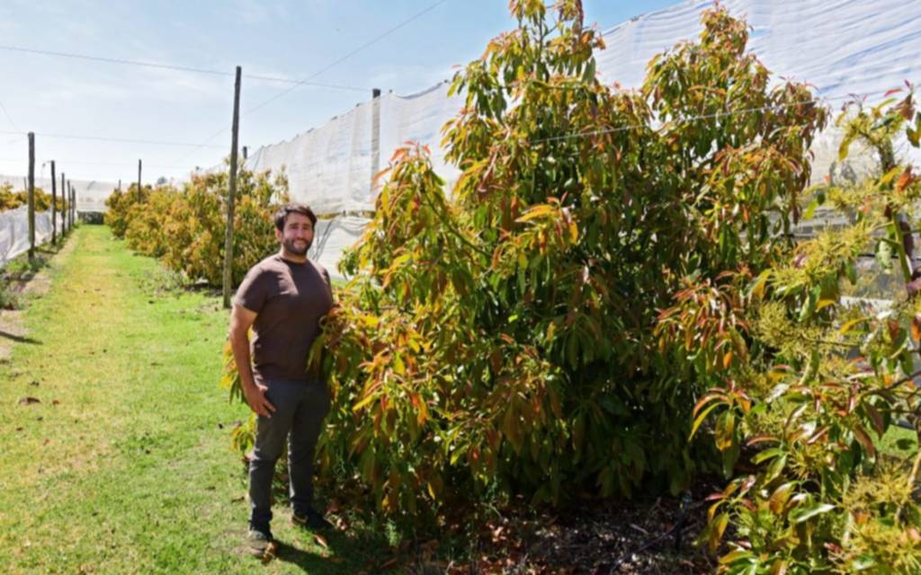 Crece en Mar del Plata el cultivo de palta 