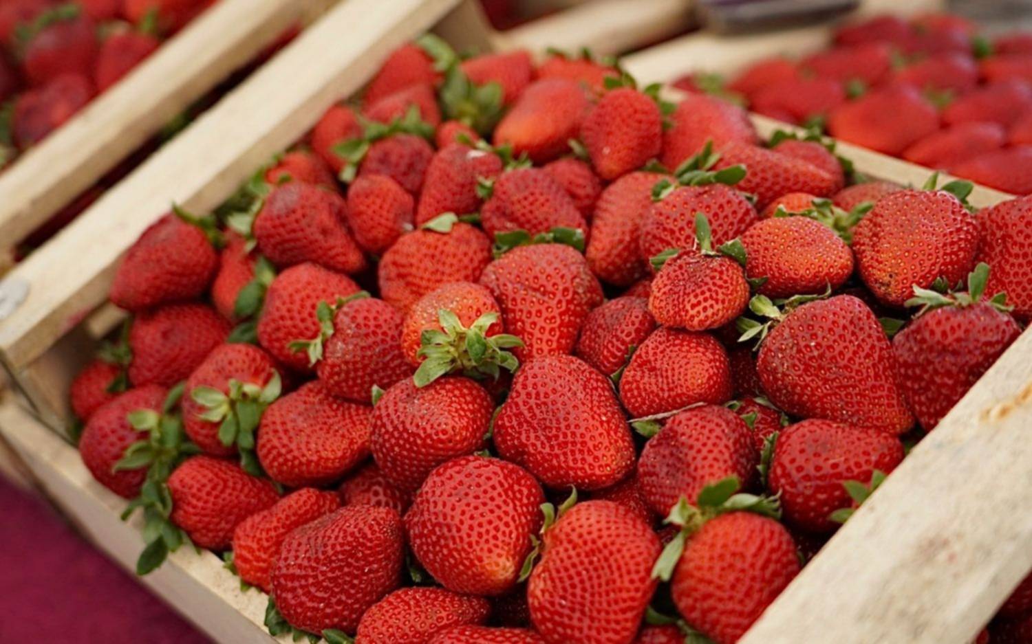 Productos, talleres y música en vivo: con entrada gratuita, llega la primera Fiesta de la Frutilla en La Plata