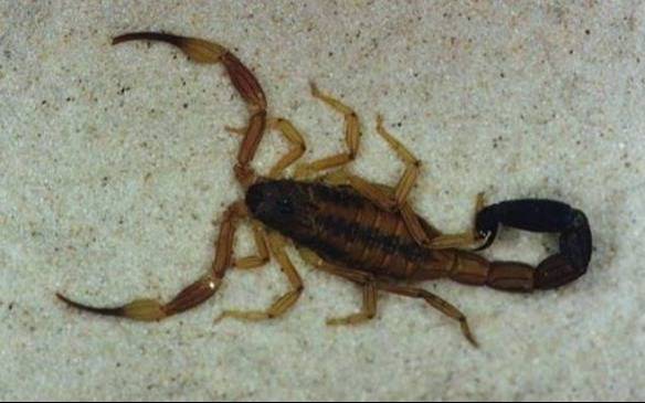 Alacranes en La Plata: investigadores de la UNLP trabajan en un antídoto para el veneno