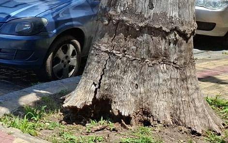 En Tolosa alertan por un árbol a punto de caer en 115 bis y 530