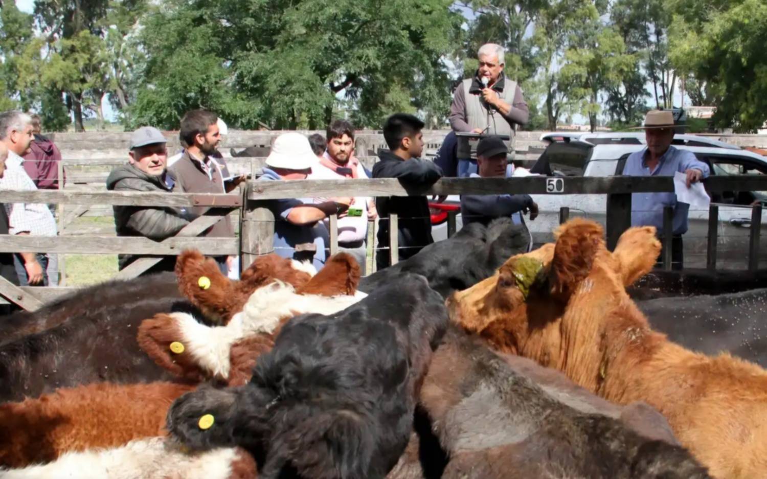 Remate “Especial de fin de año” en Tres Arroyos con festejos y más de 600 cabezas