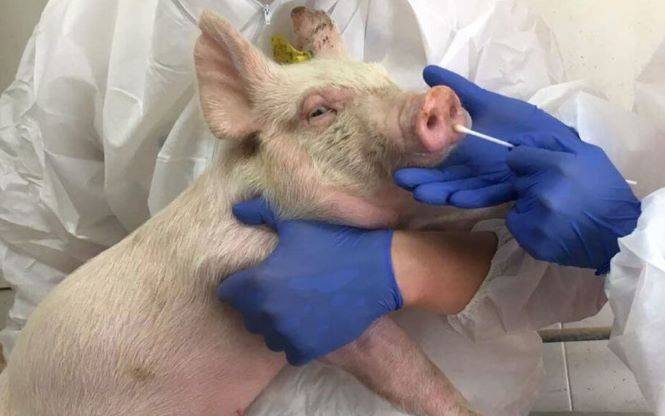 España sacrificará 30.000 cerdos en medio de las medidas de control de la peste porcina