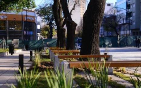 Susto y problemas con el tránsito en Plaza Italia por el desprendimiento de una rama enorme