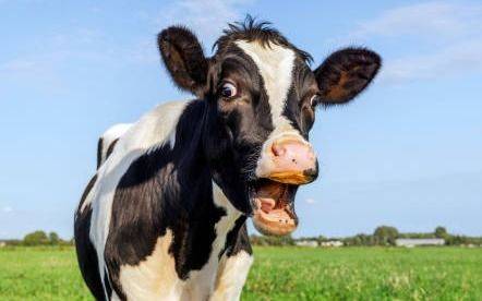 Composición: tema "La Vaca"