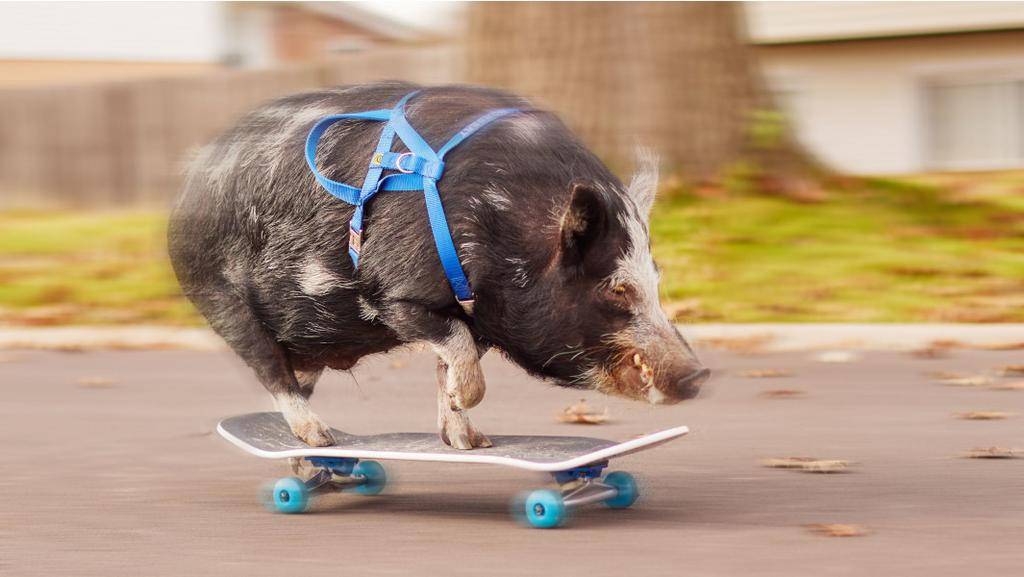 Tony Pork: el cerdito que es fan de andar en patineta