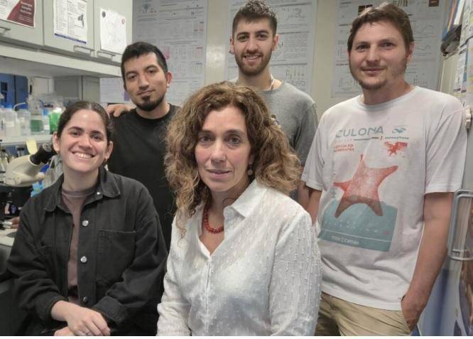 Sueño reparador: logran ver lo que pasa durante las noches en nuestras neuronas reloj