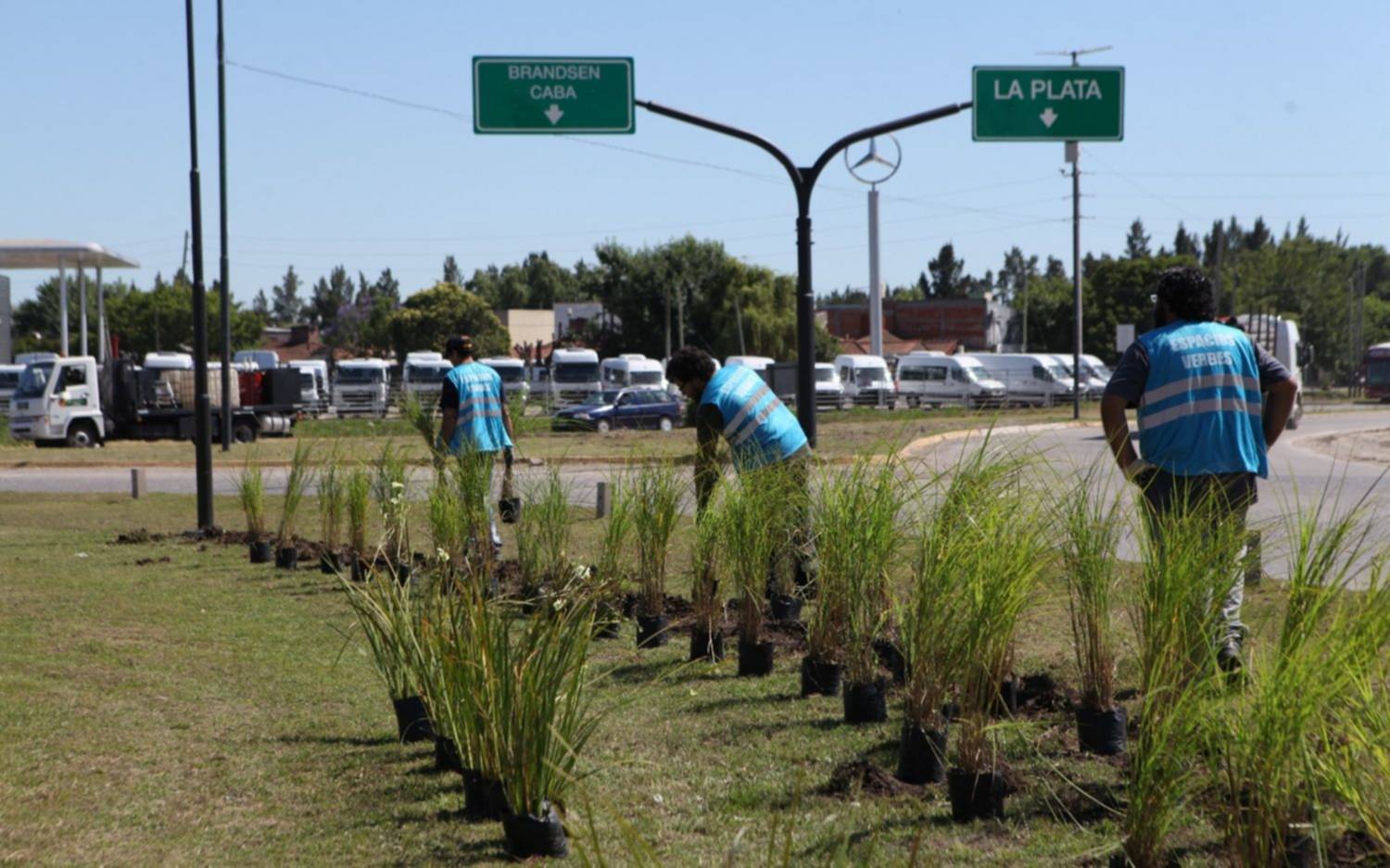 Renuevan la forestación de la rambla de avenida 44 