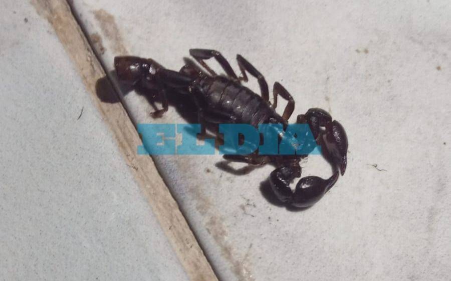 Un barrio de La Plata en alerta tras la aparición de un alacrán