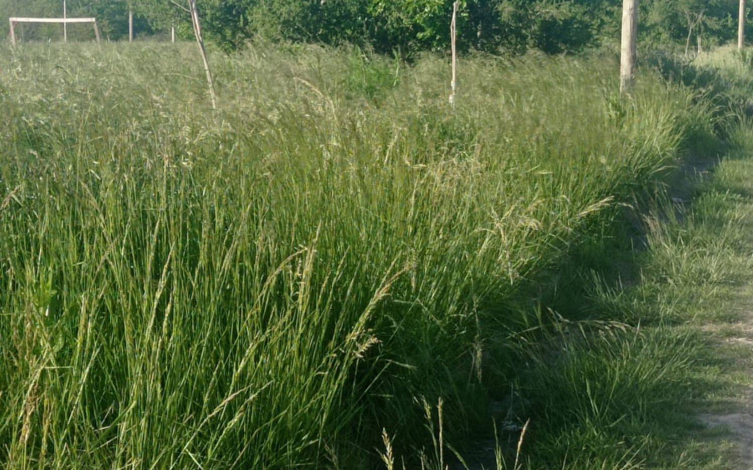 La entrada a un barrio de La Plata, copada por pastizales y baches: “Ya se cayó un no vidente”