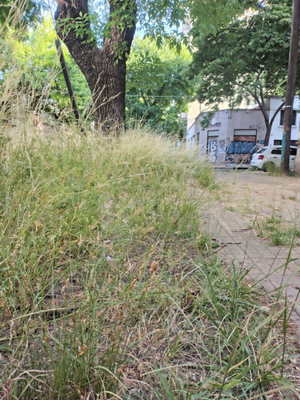 Reclamos por los pastizales en la vereda de la esquina de 18 y 48