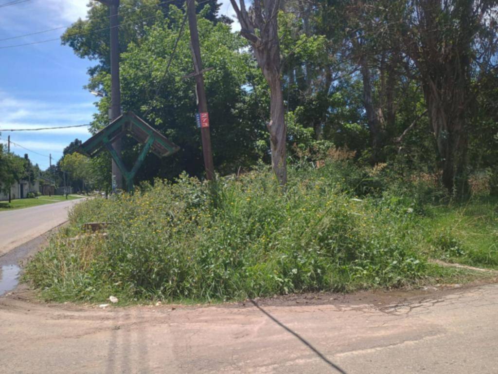 Ramas, pasto crecido y pozos en las calles en el barrio Las Retamas