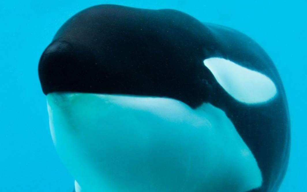 Murió Kshamenk, la histórica orca que pasó más de tres décadas en Mundo Marino