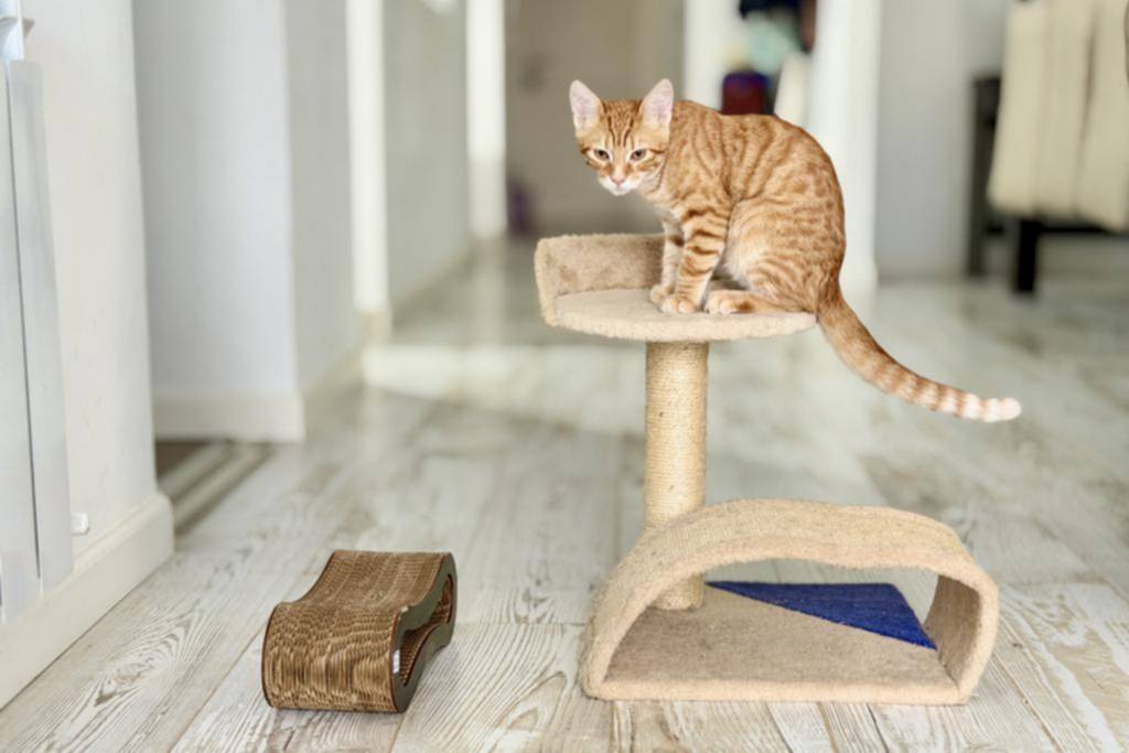 El “fenómeno felino” se instala en los hogares y comercios platenses