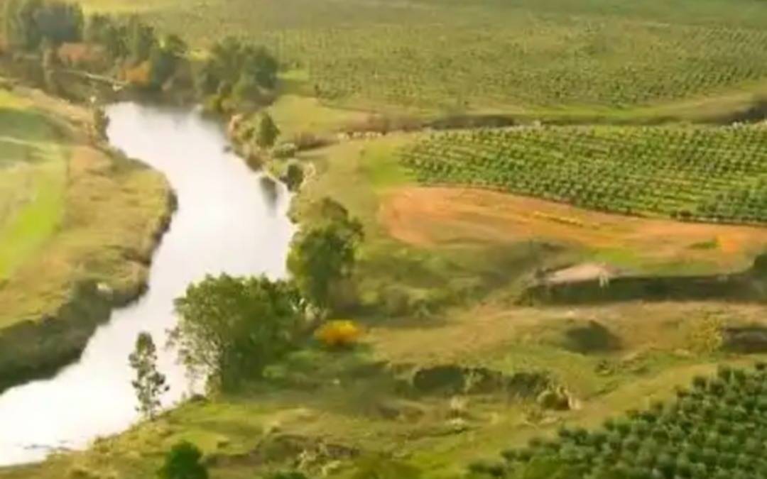 Presentan la Ruta del Olivo, un proyecto regional clave para el sudeste bonaerense