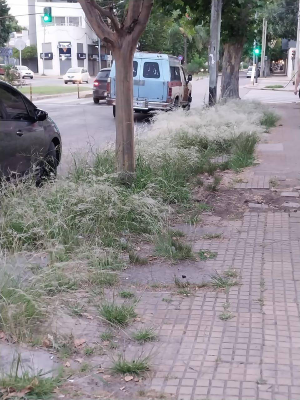 Reclamos por los pastizales en la vereda de diagonal 74 y 21