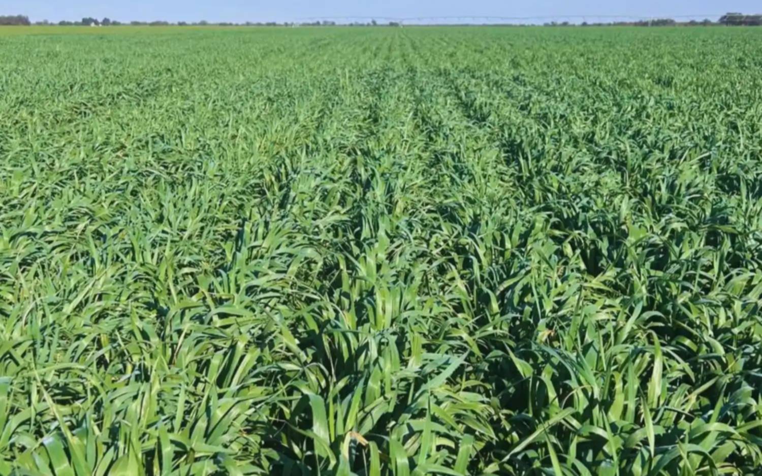 INTA lanzó Camila INTA, la avena blanca de ciclo más largo y alto potencial forrajero