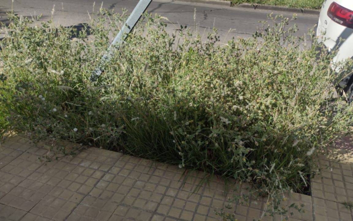 Pastizales y pérdida de agua en la misma cuadra del centro de La Plata