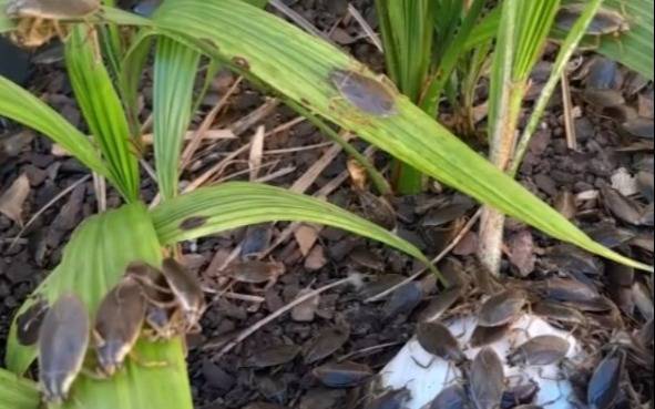 Inusual “invasión” de chinches