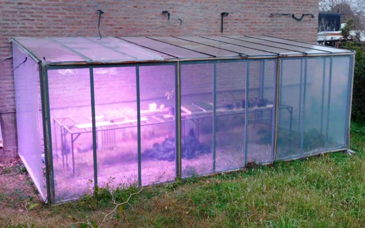 Cuando la luz hace crecer los alimentos: innovación de la UNLP que ilumina el futuro frutihortícola en La Plata