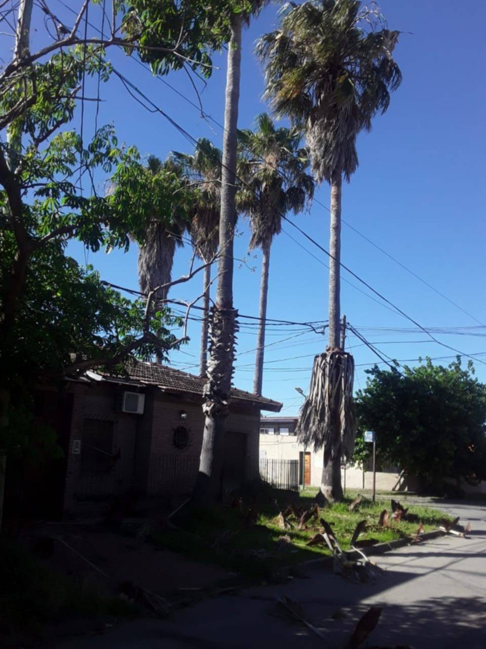 En Villa Elvira temen por palmeras que no paran de crecer: "Son un peligro"