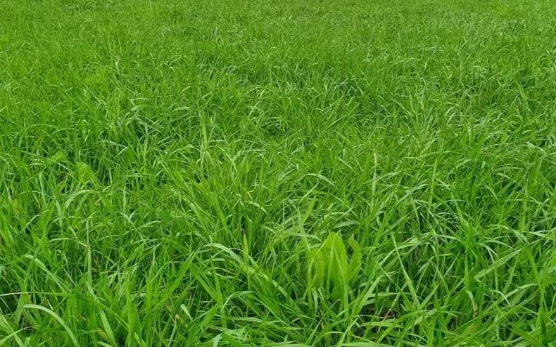 Pergamino: advierten sobre un hongo en festuca que puede afectar la ganadería