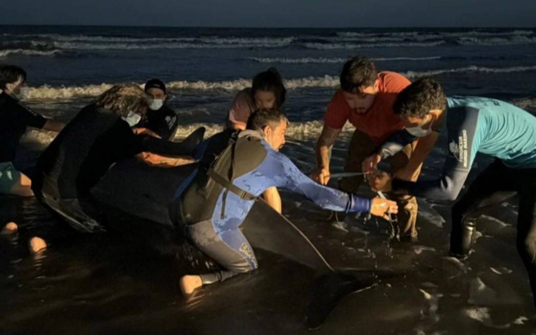 En la costa bonaerense: apareció uno de los cetáceos menos conocidos del mundo