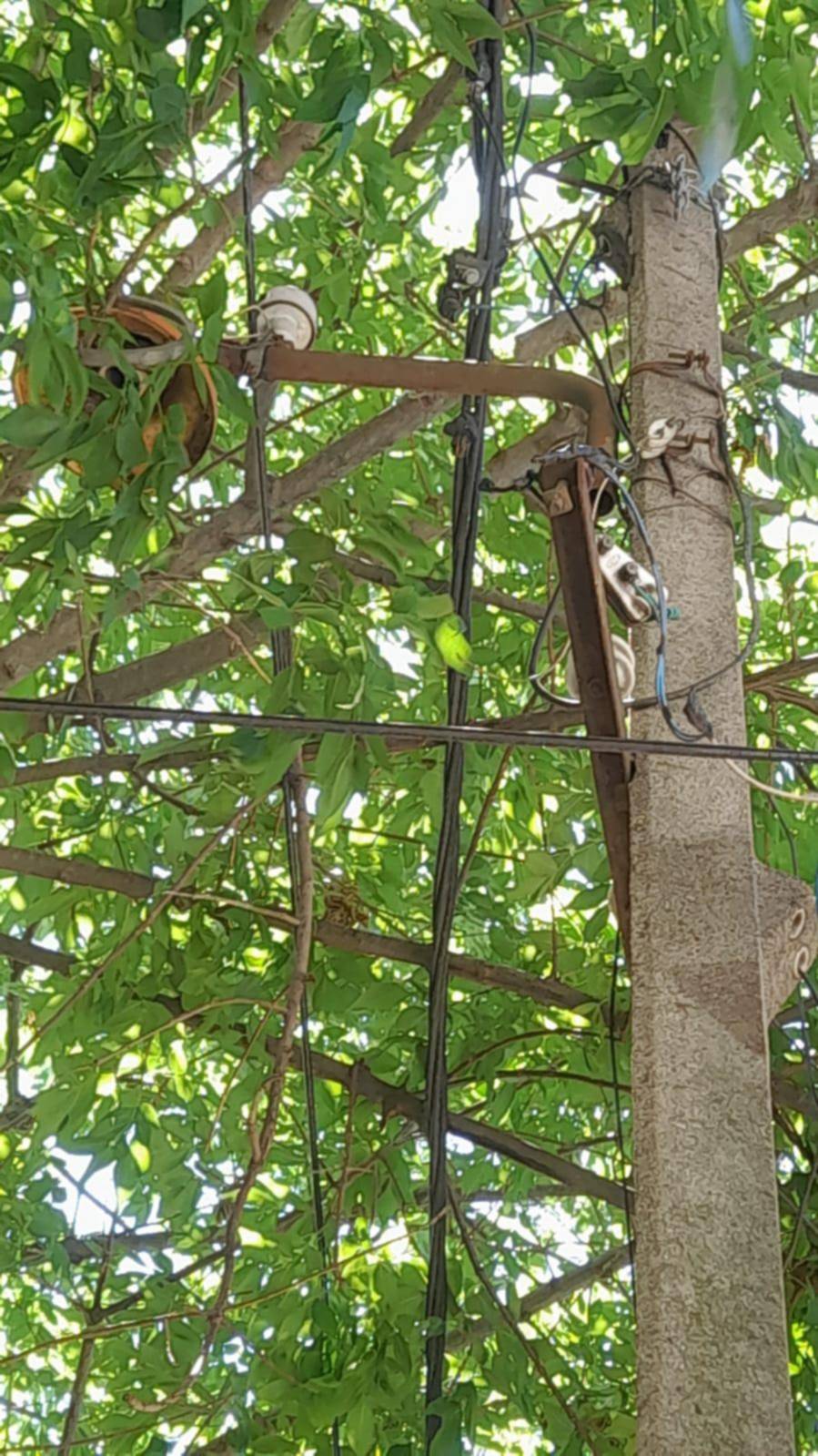 Pide por el corte de las ramas sobre los cables en la calle 24